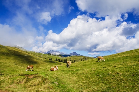 Free range cattle