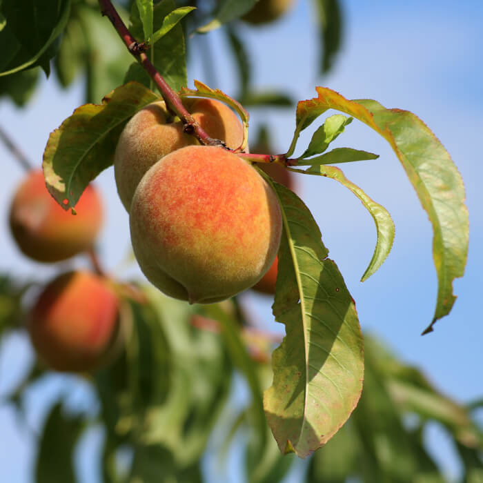 Fresh peach on a peach tree