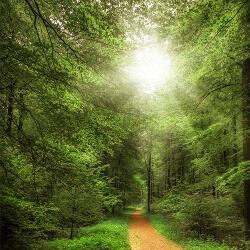 Forest path with sun shining through the trees